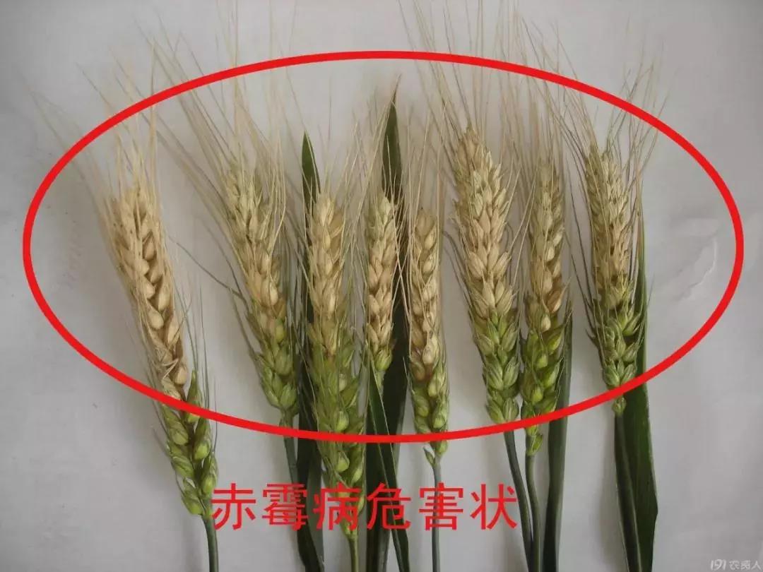 中度,重度小麦赤霉病?别慌