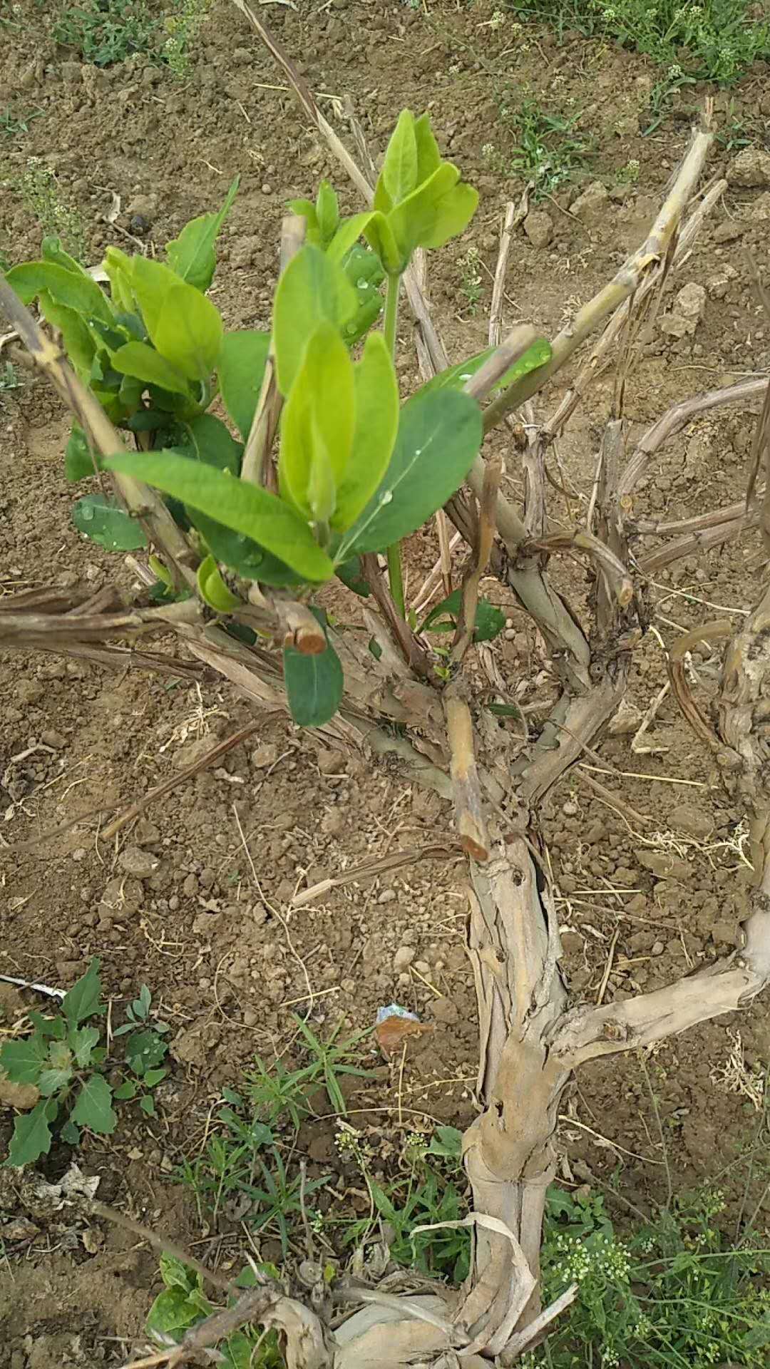 这些肥对金银花根腐,黄叶,死棵有奇效