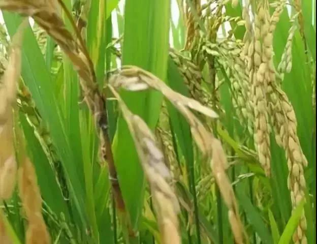 水稻白穗白粒空壳防治与管理——(四)干旱与营养不良的预防