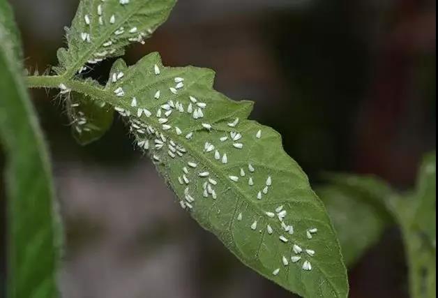 温室大棚西红柿,黄瓜定植到初果期管理技术(下)